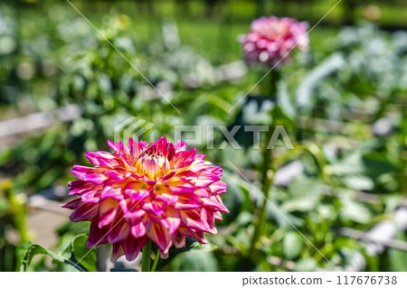 Summer park: Vividly blooming dahlias, Kawanishi Dahlia Garden, Kawanishi Town, Yamagata Prefecture 117676738