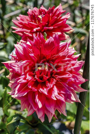 Summer park: Vividly blooming dahlias, Kawanishi Dahlia Garden, Kawanishi Town, Yamagata Prefecture 117676745