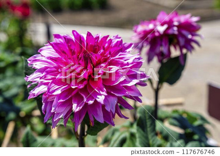 Summer park: Vividly blooming dahlias, Kawanishi Dahlia Garden, Kawanishi Town, Yamagata Prefecture 117676746