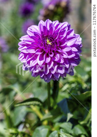 夏日公園，盛開的大麗花，山形縣川西町川西大麗花花園 117676764