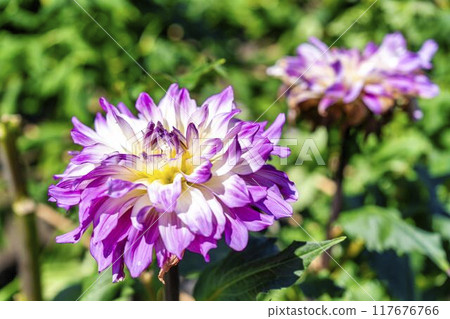 Summer park: Vividly blooming dahlias, Kawanishi Dahlia Garden, Kawanishi Town, Yamagata Prefecture 117676766