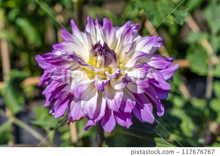 Summer park: Vividly blooming dahlias, Kawanishi Dahlia Garden, Kawanishi Town, Yamagata Prefecture 117676767