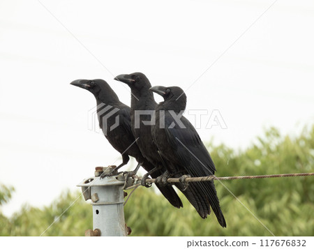 長嘴烏鴉,長嘴烏鴉棲息在電線上,烏鴉,幼烏鴉,離開巢穴,三隻烏鴉 長嘴烏鴉,長嘴烏鴉棲息在電線上,烏鴉,幼烏鴉,離開巢穴,三隻烏鴉 117676832