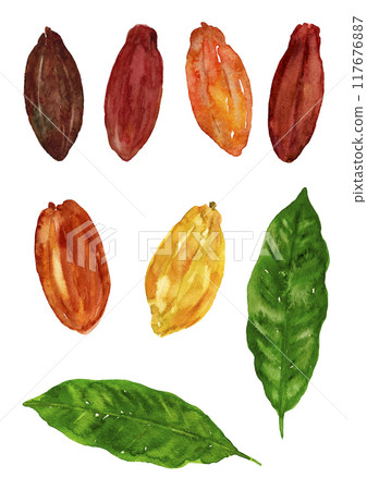 可可果實和葉子的變化,手繪水彩插圖 可可果實和葉子的變化,手繪水彩插圖 117676887