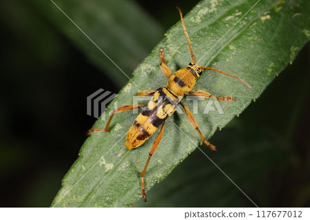 生物昆蟲 黃黑條紋圖案看起來就像一隻紙黃蜂。貝茲擬態的一種 117677012