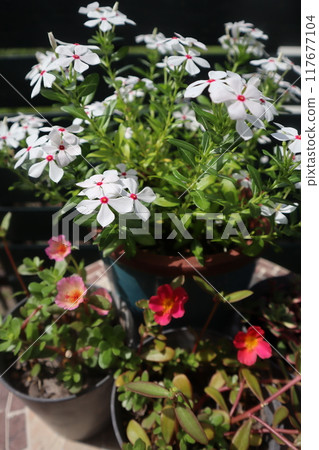 A pot of Madagascar periwinkle and portulaca A pot of Madagascar periwinkle and portulaca 117677104