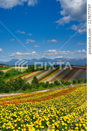 五顏六色的花朵盛開的山景 117677797