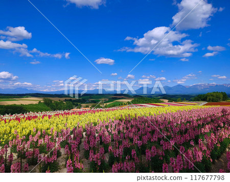 Scenery of a hill covered with colorful flowers Scenery of a hill covered with colorful flowers 117677798