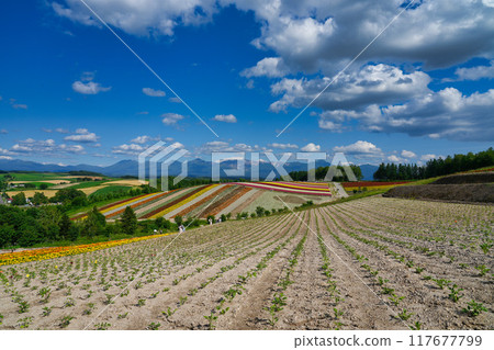 Scenery of a hill covered with colorful flowers Scenery of a hill covered with colorful flowers 117677799