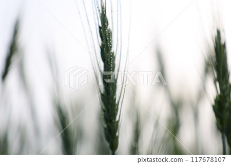 米飯耳環在風中搖晃 117678107