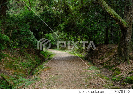 春日大社下方的根道 117678300