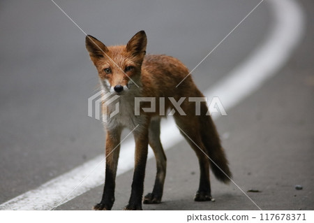 A red fox stands up 117678371