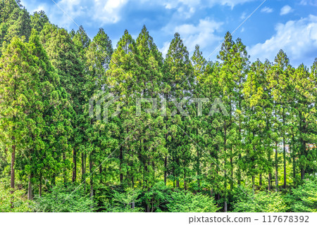 春天的宮瀨湖濱公園-新綠的影像 春天的宮瀨湖濱公園-新綠的影像 117678392