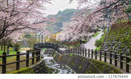pink cherry sakura tree tunnel at bridge in Okawachiyama village, Imari pink cherry sakura tree tunnel at bridge in Okawachiyama village, Imari 117678404