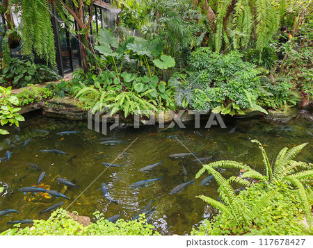 Blue mahseer fish in pond at spring garden in greenery outdoor cafe 117678427