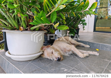 Furry yellow dog sleeping under plant on flower pot 117678428