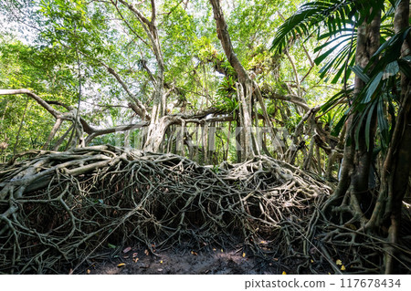 banyan tree with 100 years old in little amazon or Sang Nae, Phang Nga 117678434