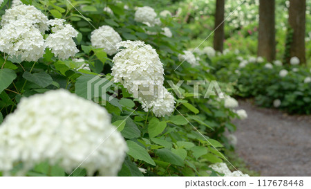 Walking through a forest covered in white hydrangeas, Michinoku Hydrangea Garden, Iwate Prefecture 117678448