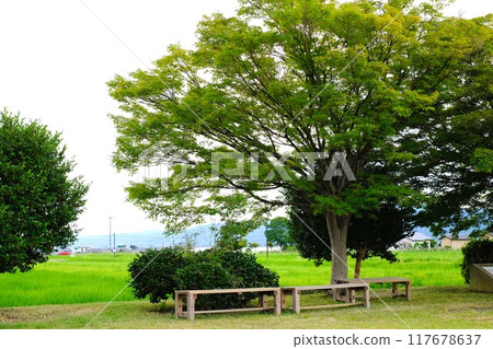 A bench on the side of a rice field 117678637