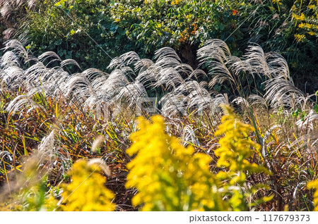 日本蒲葦和黃花在秋天的田野裡搖曳 日本蒲葦和黃花在秋天的田野裡搖曳 117679373