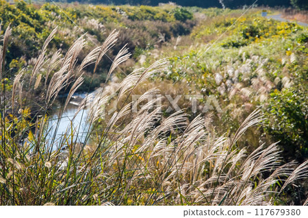 日本蒲葦和黃花在秋天的田野裡搖曳 117679380