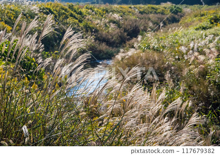 Silver grass and Japanese silvergrass swaying in the autumn fields 117679382