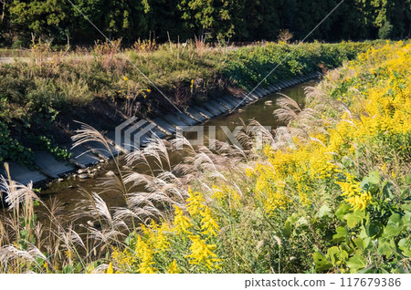Silver grass and Japanese silvergrass swaying along the river in autumn Silver grass and Japanese silvergrass swaying along the river in autumn 117679386