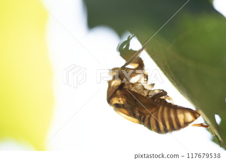 Cicada shell, horizontal 117679538