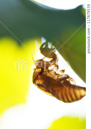 Cicada shell vertical 117679539