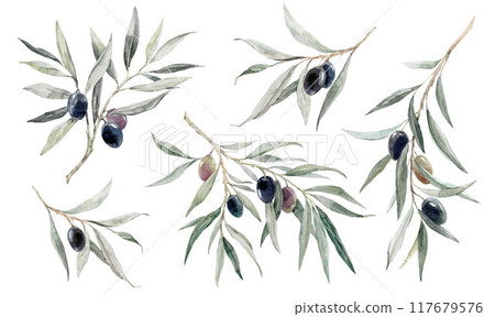 Beautiful set with hand drawn watercolor olive branch with black olives stock illustration. 117679576