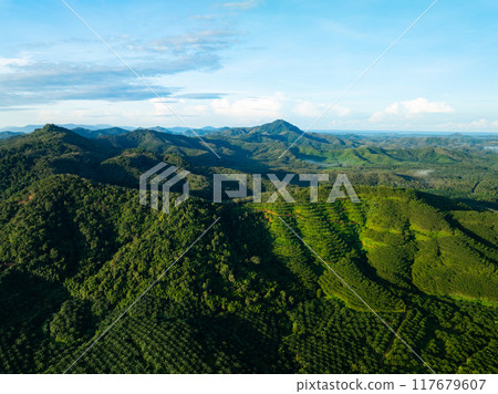 Green background of Aerial view drone shot Forest trees nature environment background Green background of Aerial view drone shot Forest trees nature environment background 117679607