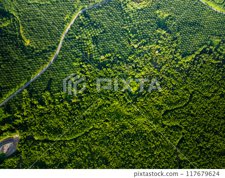 Green background of Aerial view drone shot Forest trees nature environment background 117679624