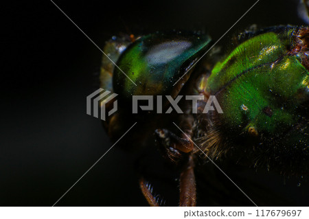 Ultra Macro of a dragonfly 117679697