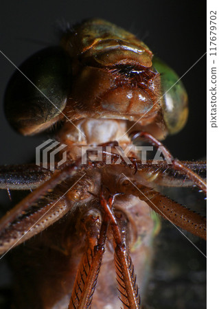 Ultra Macro of a dragonfly 117679702