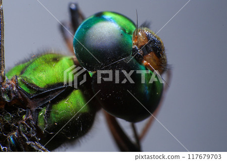 Ultra Macro of a dragonfly Ultra Macro of a dragonfly 117679703