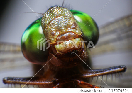 Ultra Macro of a dragonfly 117679704