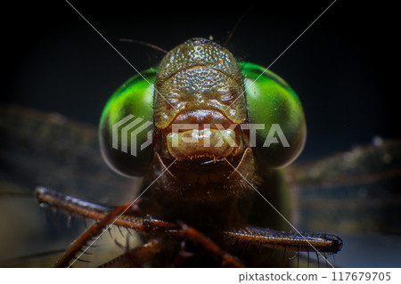 Ultra Macro of a dragonfly 117679705