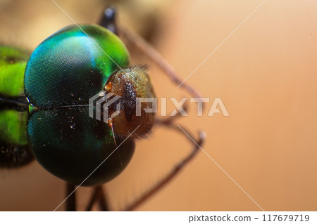 Ultra Macro of a dragonfly Ultra Macro of a dragonfly 117679719