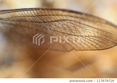 Ultra Macro of a dragonfly Ultra Macro of a dragonfly 117679726