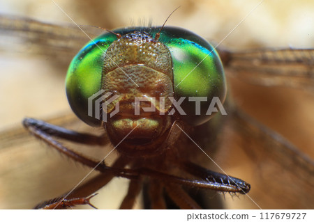 Ultra Macro of a dragonfly 117679727