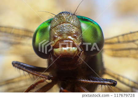 Ultra Macro of a dragonfly 117679728