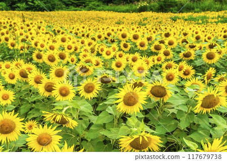 夏季三倉高原(滑雪場)向日葵田 福島縣喜多方市 夏季三倉高原(滑雪場)向日葵田 福島縣喜多方市 117679738