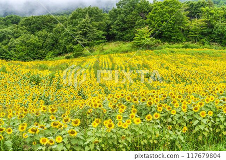 Summer at Sannokura Highlands (ski resort) Sunflower fields Kitakata City, Fukushima Prefecture 117679804