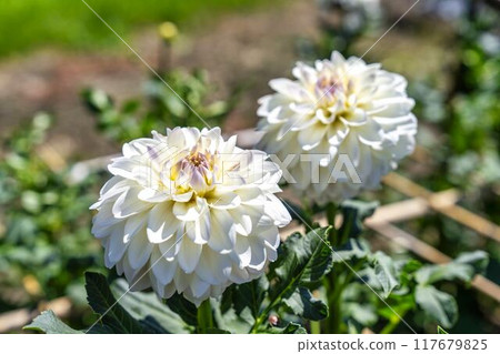 Summer park: Vividly blooming dahlias, Kawanishi Dahlia Garden, Kawanishi Town, Yamagata Prefecture Summer park: Vividly blooming dahlias, Kawanishi Dahlia Garden, Kawanishi Town, Yamagata Prefecture 117679825