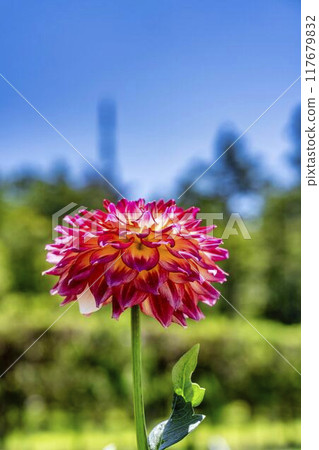 Summer park: Vividly blooming dahlias, Kawanishi Dahlia Garden, Kawanishi Town, Yamagata Prefecture Summer park: Vividly blooming dahlias, Kawanishi Dahlia Garden, Kawanishi Town, Yamagata Prefecture 117679832
