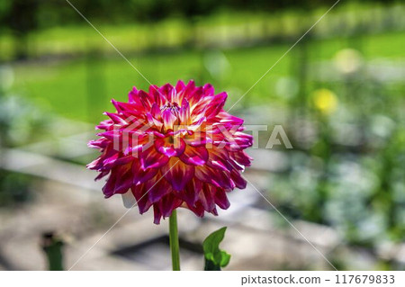 Summer park: Vividly blooming dahlias, Kawanishi Dahlia Garden, Kawanishi Town, Yamagata Prefecture 117679833