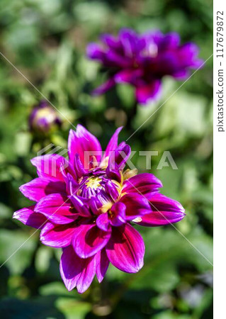 Summer park: Vividly blooming dahlias, Kawanishi Dahlia Garden, Kawanishi Town, Yamagata Prefecture Summer park: Vividly blooming dahlias, Kawanishi Dahlia Garden, Kawanishi Town, Yamagata Prefecture 117679872