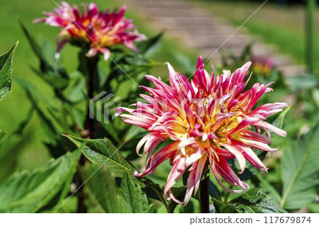 Summer park: Vividly blooming dahlias, Kawanishi Dahlia Garden, Kawanishi Town, Yamagata Prefecture Summer park: Vividly blooming dahlias, Kawanishi Dahlia Garden, Kawanishi Town, Yamagata Prefecture 117679874