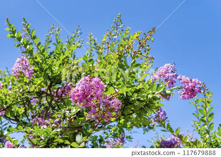 Crape myrtle in the park, Kawanishi Town, Yamagata Prefecture 117679888