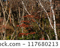 白樺和紅杜鵑 117680213